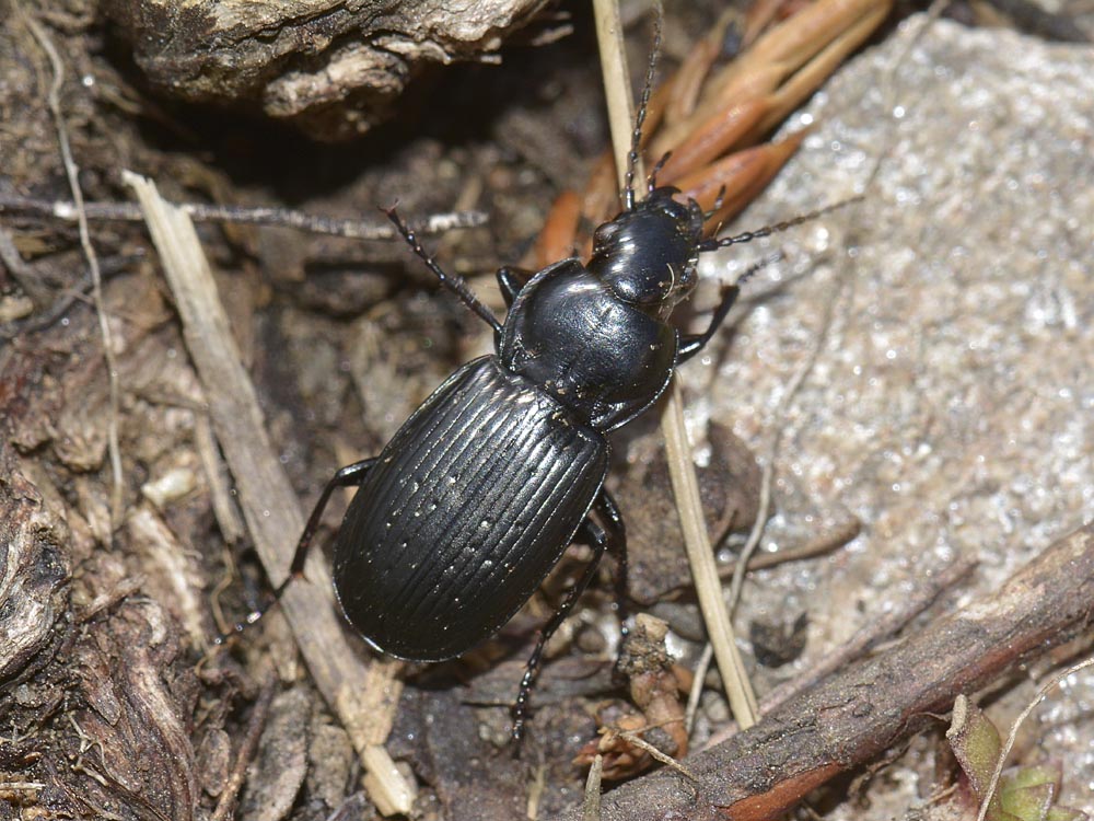 Pterostichus multipunctatus? - Pterostichus yvanii